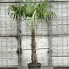Chamaerops excelsa Pot 45 Liter Stam 100 cm