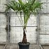 Chamaerops excelsa Pot 35 Liter stam 40 cm 