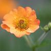 Geum 'Totally Tangerine' Pot 9 cm