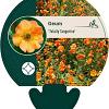Geum 'Totally Tangerine' Pot 9 cm