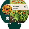 Helenium 'Short'n Sassy' Pot 9 cm