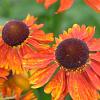 Helenium 'Short'n Sassy' Pot 9 cm