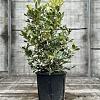 Osmanthus heterophyllus 'Tricolor' Pot 9 Liter 