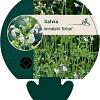 Salvia micr. 'Gletsjer' Pot 9 cm