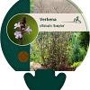 Verbena officinalis 'Bampton' Pot 9 cm