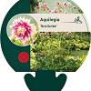 Aquilegia 'Nora Barlow' Pot 9 cm