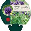 Aquilegia v. 'Blue Barlow' Pot 9 cm