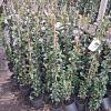 Trachelospermum jasminoides Pot 2 Liter 100 - 125 cm
