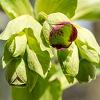 Helleborus foetidus Pot 9 cm