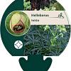 Helleborus foetidus Pot 9 cm