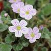 Erodium reichardii 'Album' Pot 9 cm