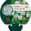 Geranium macr. 'White Ness' Pot 9 cm