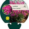 Lychnis viscaria 'Splendens' Pot 9 cm