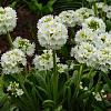 Primula japonica 'Alba' Pot 9 cm