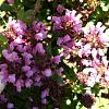 Prunella grand. 'Loveliness' Pot 9 cm