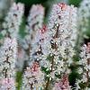 Tiarella c. 'Oakleaf' Pot 9 cm