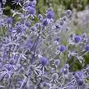 Eryngium zabelii 'Big Blue' Pot 9 cm
