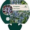 Eryngium zabelii 'Big Blue' Pot 9 cm