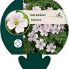 Geranium Dreamland Pot 9 cm
