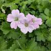 Geranium Dreamland Pot 9 cm