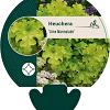 Heuchera 'Lime Marmalade' Pot 9 cm