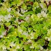 Heuchera 'Lime Marmalade' Pot 9 cm