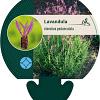Lavandula stoechas pedunculata Pot 9 cm