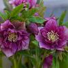 Helleborus o. 'Pretty Ellen Pink' Pot 9 cm