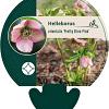 Helleborus o. 'Pretty Ellen Pink' Pot 9 cm