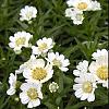 Achillea ptarmica 'Nana Compacta' Pot 9 cm