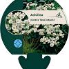 Achillea ptarmica 'Nana Compacta' Pot 9 cm