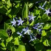 Amsonia 'Blue Ice' Pot 9 cm