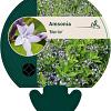 Amsonia 'Blue Ice' Pot 9 cm