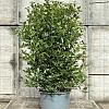 Viburnum tin. 'Eve Price' Pot 35 Liter 100 - 125 cm