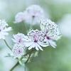Astrantia maj. 'Rosensinfonie' Pot 9 cm