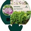 Astrantia maj. 'Rosensinfonie' Pot 9 cm