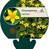 Chrysogonum virginianum Pot 9 cm