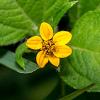 Chrysogonum virginianum Pot 9 cm