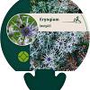 Eryngium bourgatii Pot 9 cm