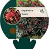 Euphorbia Redwing Pot 9 cm