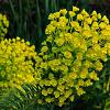 Euphorbia Redwing Pot 9 cm