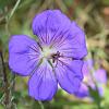 Geranium Bloom Me Away Pot 9 cm