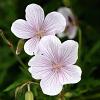 Geranium clarkei 'Kashmir White' Pot 9 cm