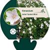Geranium clarkei 'Kashmir White' Pot 9 cm