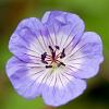 Geranium w. 'Buxton's Variety' Pot 9 cm