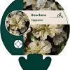 Heuchera 'Cappuccino' Pot 9 cm