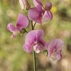 Lathyrus latifolius 'Pink Pearl' Pot 9 cm