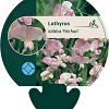 Lathyrus latifolius 'Pink Pearl' Pot 9 cm