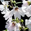 Lavatera 'Barnsley Baby' Pot 9 cm
