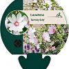 Lavatera 'Barnsley Baby' Pot 9 cm